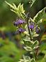 Solanum dulcamare
